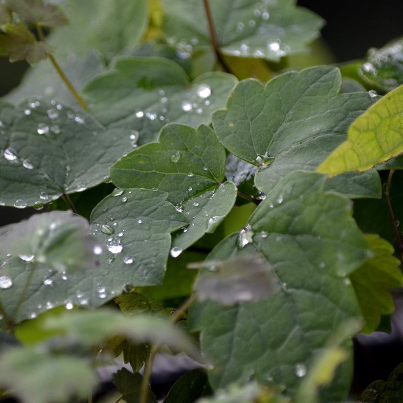 Thalictrum actaeifolium Perfume Star (Folhagem)