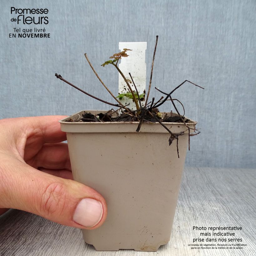 Amostra de Thalictrum Anne Vaso de 8/9 cm tal como entregue no outono