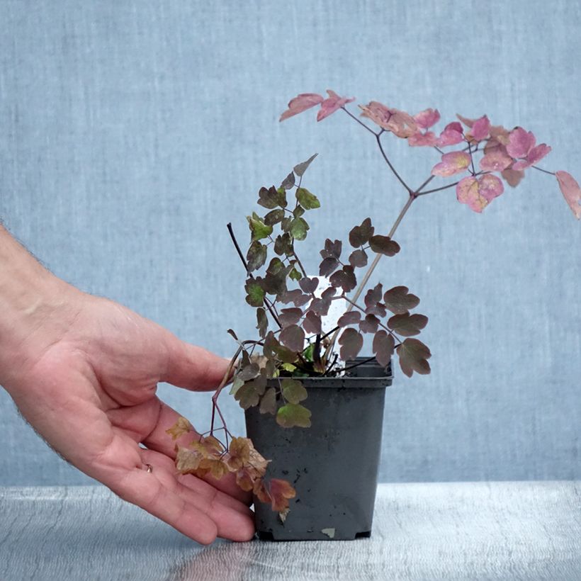 Amostra de Thalictrum Anne Vaso de 8/9 cm tal como entregue no verão