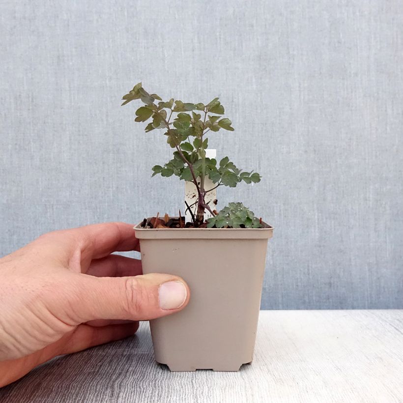 Amostra de Thalictrum Anne Vaso de 8/9 cm tal como entregue na primavera