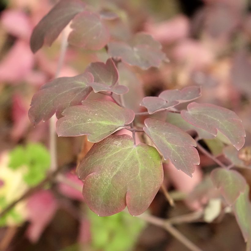 Thalictrum Anne (Folhagem)