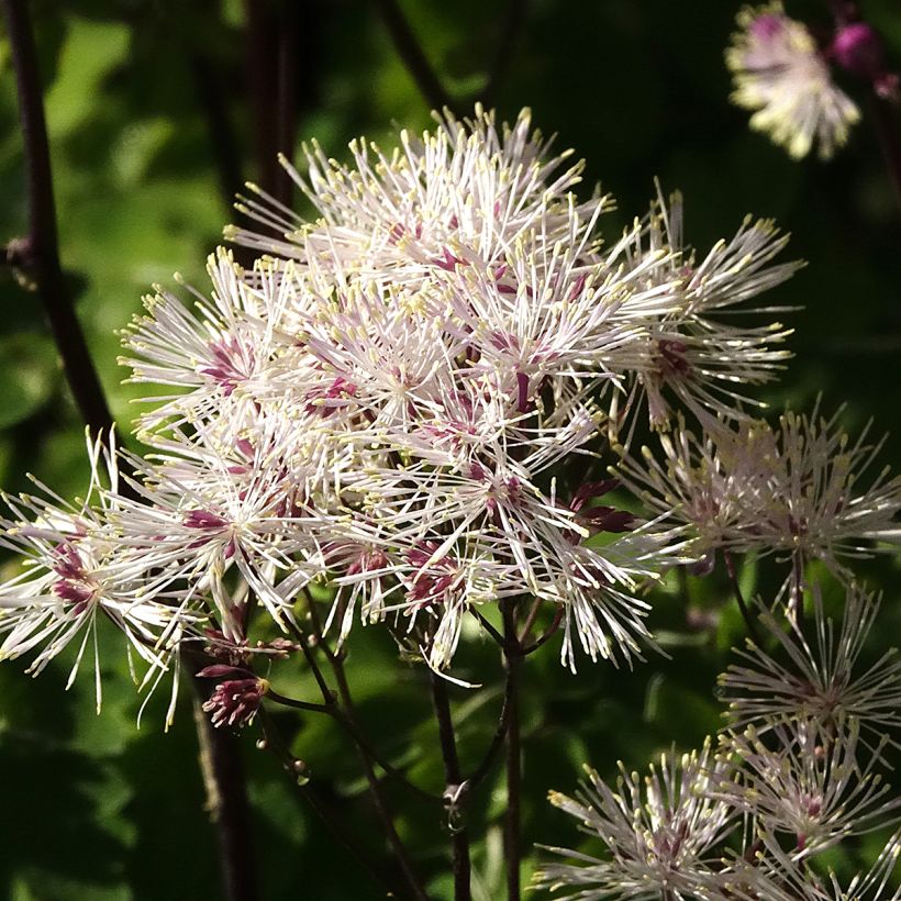 Thalictrum aquilegifolium Album (Folhagem)