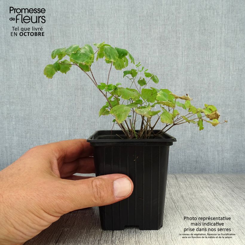 Amostra de Thalictrum aquilegifolium Vaso de 7/8 cm tal como entregue no outono