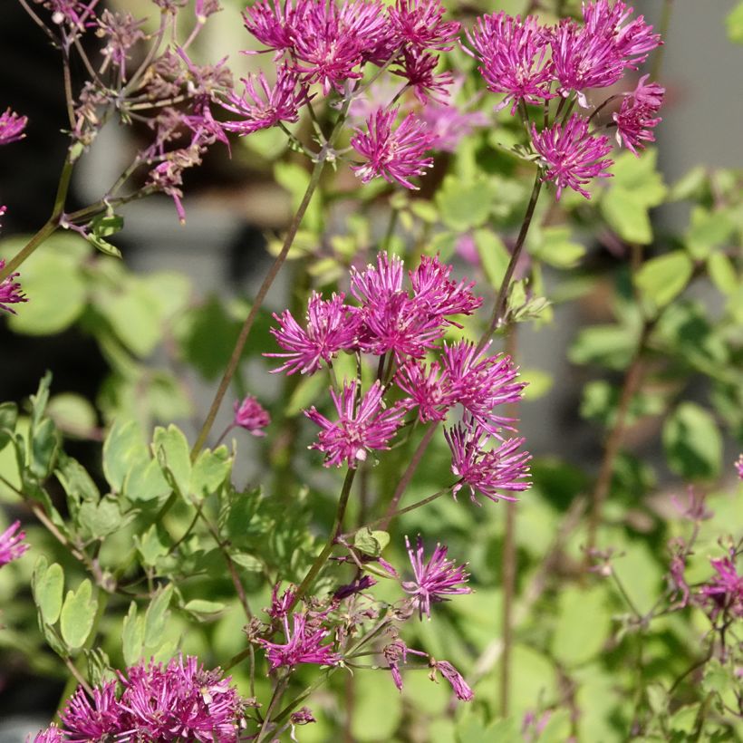 Thalictrum aquilegifolium Thundercloud (Floração)