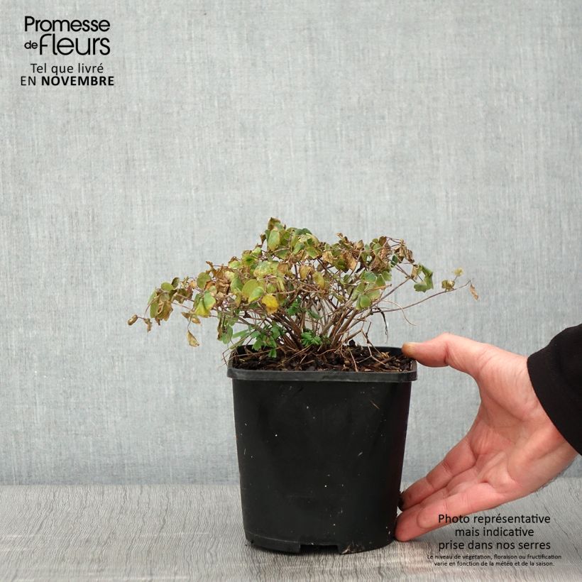 Amostra de Thalictrum aquilegifolium Thundercloud Vaso de 2 L/3 L tal como entregue no outono