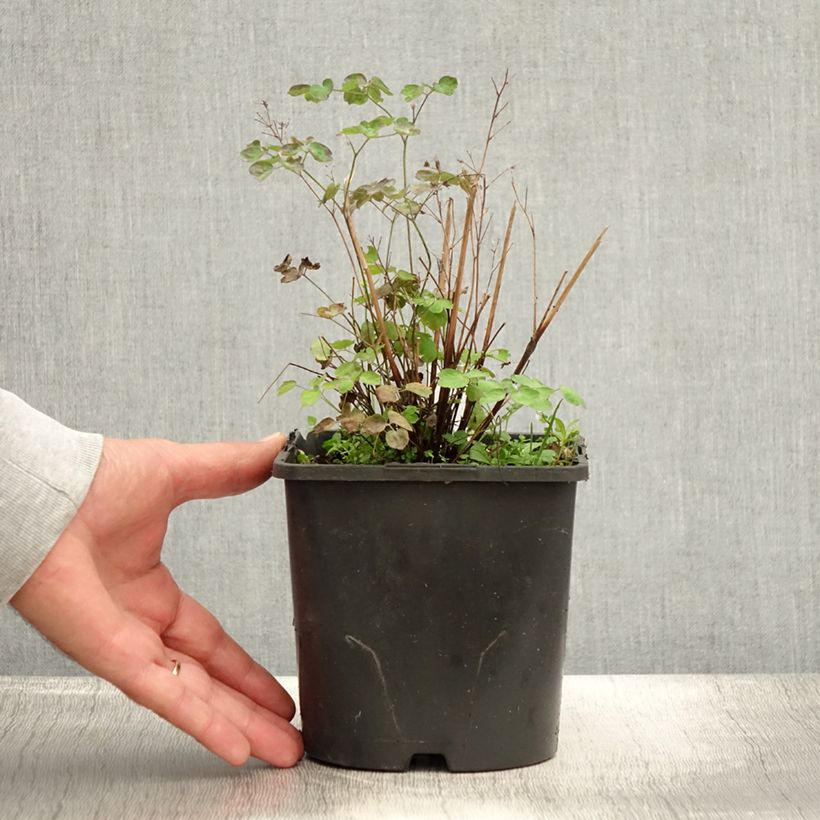 Amostra de Thalictrum aquilegifolium Thundercloud Vaso de 2 L/3 L tal como entregue no verão