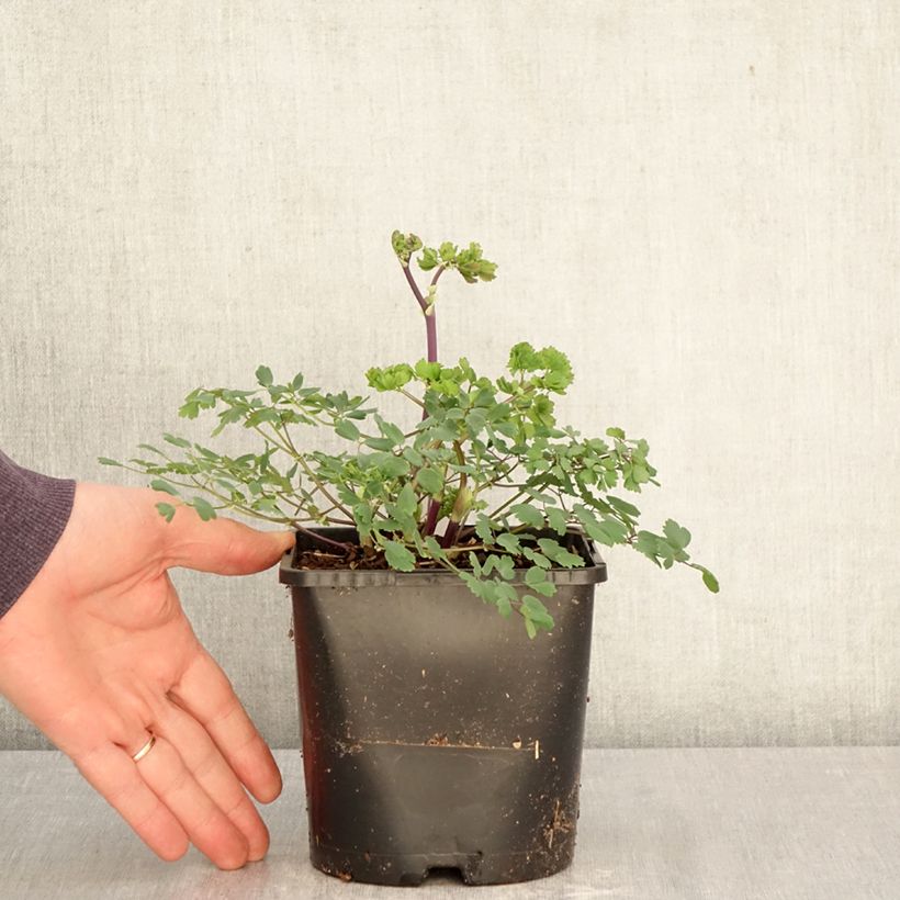 Amostra de Thalictrum aquilegifolium Thundercloud Vaso de 2 L/3 L tal como entregue na primavera