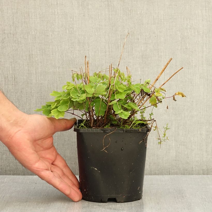Amostra de Thalictrum Black Stockings Vaso de 2 L/3 L tal como entregue no verão