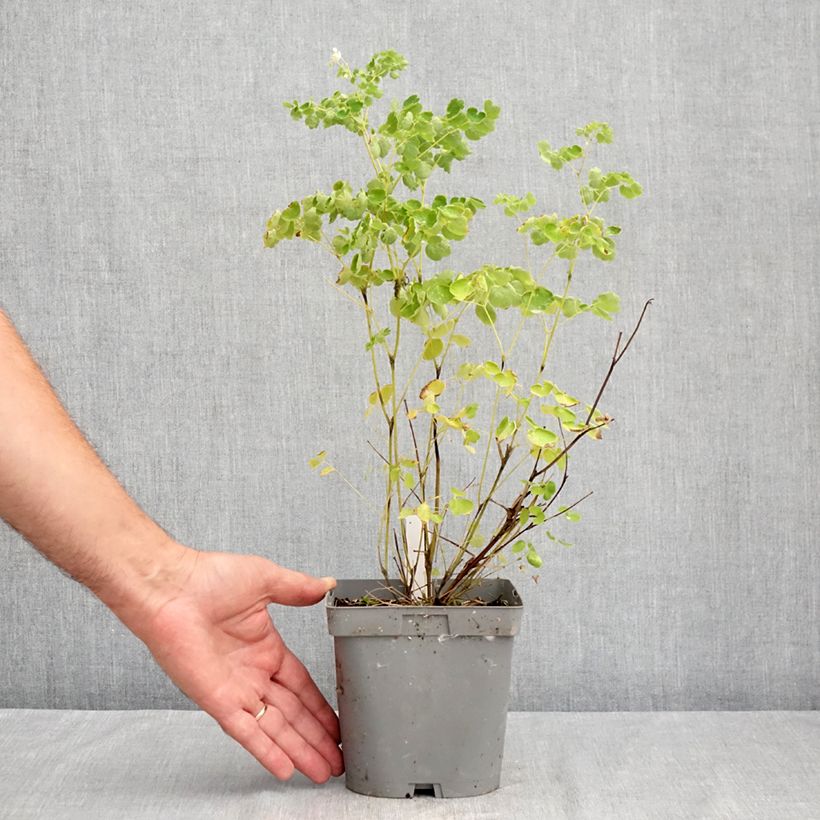 Amostra de Thalictrum delavayi Album Vaso de 2 L/3 L tal como entregue no verão