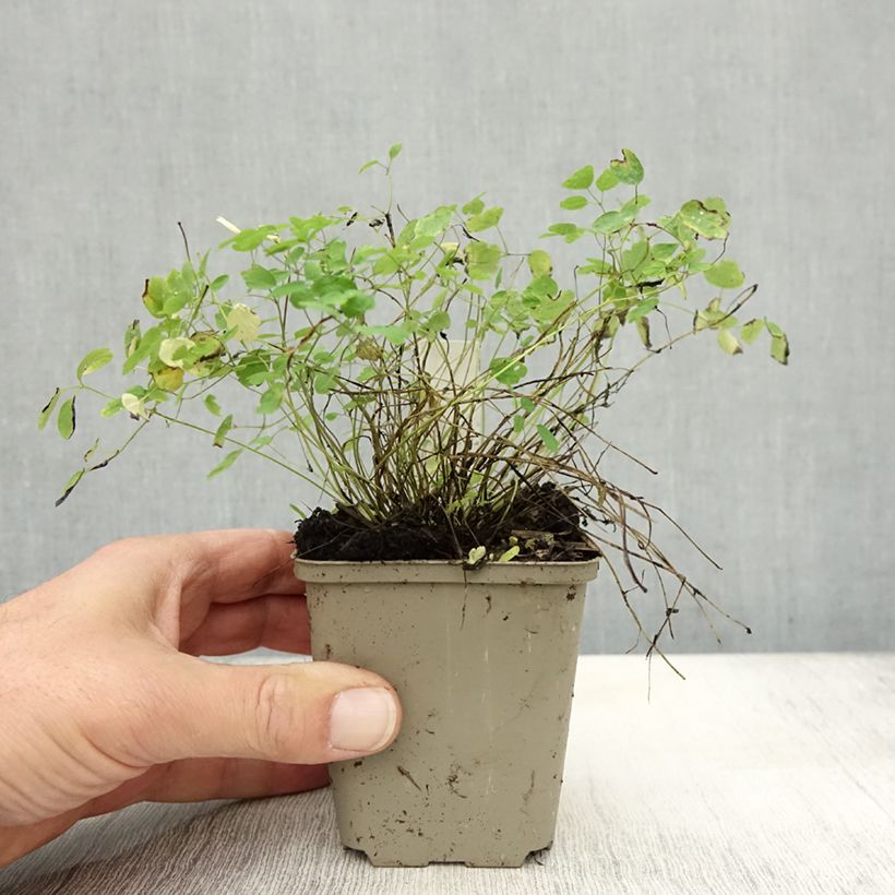 Amostra de Thalictrum delavayi Ankum Vaso de 8/9 cm tal como entregue no outono