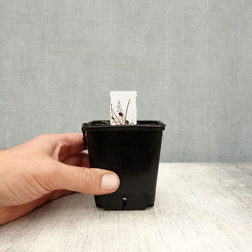 Amostra de Thalictrum delavayi Vaso de 8/9 cm tal como entregue no outono