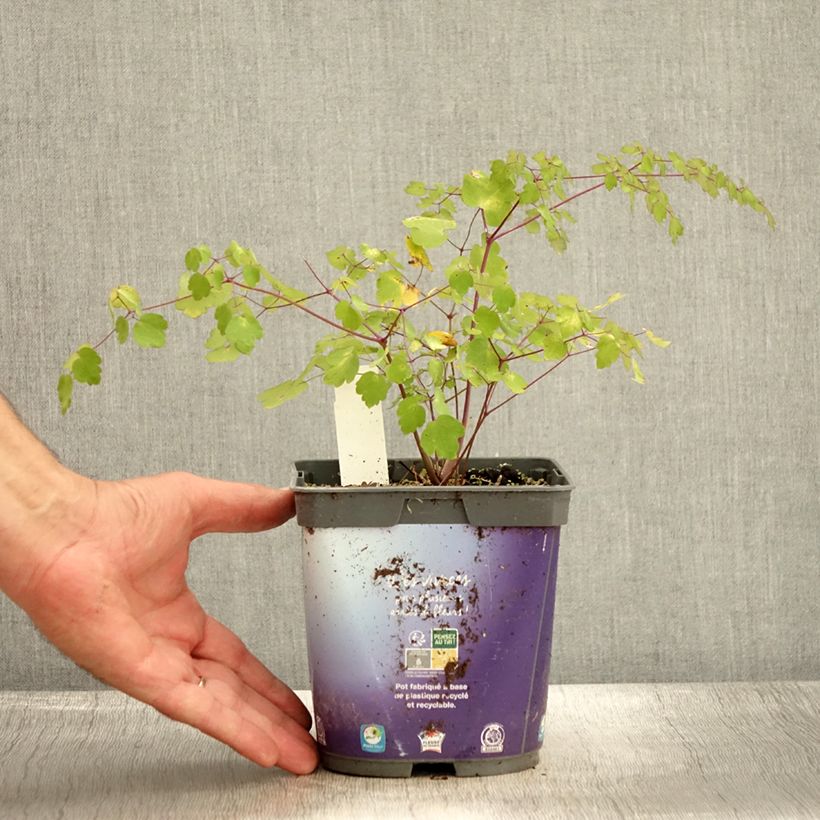 Amostra de Thalictrum delavayi Vaso de 2 L/3 L tal como entregue no outono