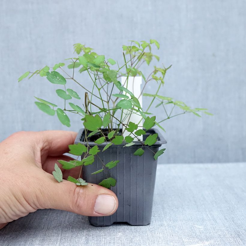 Amostra de Thalictrum delavayi Hewitt's Double Vaso de 8/9 cm tal como entregue no outono
