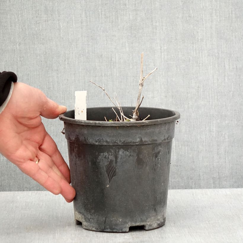 Amostra de Thalictrum delavayi Hewitt's Double Vaso de 2 L/3 L tal como entregue na primavera