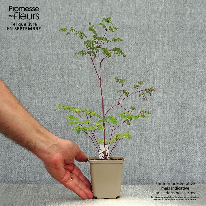 Amostra de Thalictrum delavayi Hinckley Vaso de 8/9 cm tal como entregue no outono