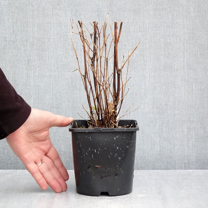 Amostra de Thalictrum delavayi Splendide Album Vaso de 2 L/3 L tal como entregue no outono
