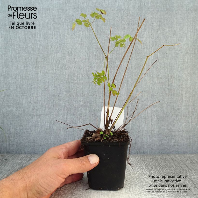Amostra de Thalictrum × delavayi Splendide Vaso de 8/9 cm tal como entregue no outono