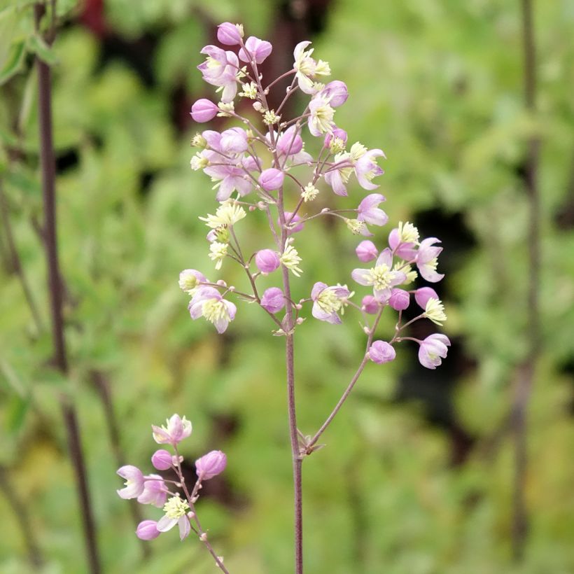 Thalictrum Elin (Floração)