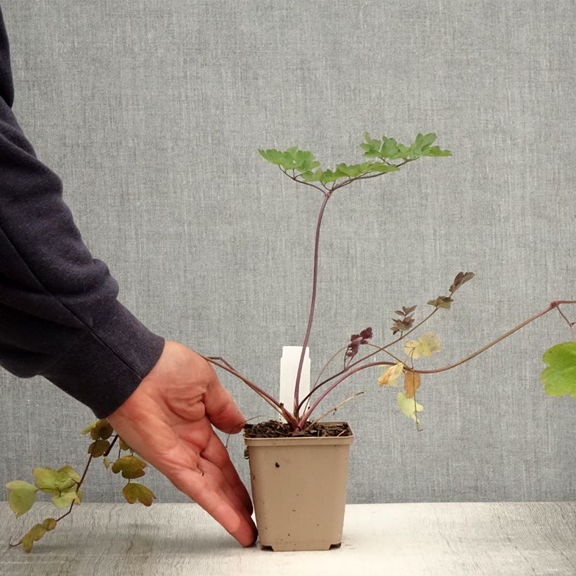 Amostra de Thalictrum Elin Vaso de 8/9 cm tal como entregue no verão