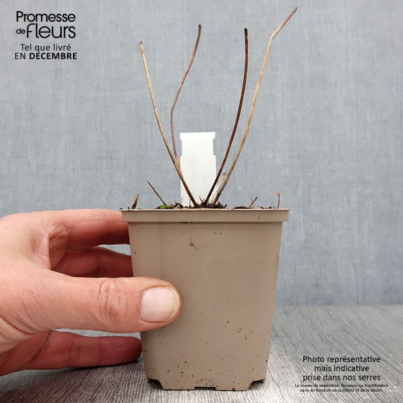 Amostra de Thalictrum Elin Vaso de 8/9 cm tal como entregue no outono