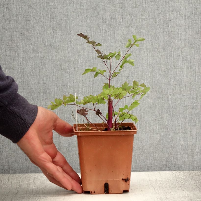 Amostra de Thalictrum Elin Vaso de 1 L/1,5 L tal como entregue no verão