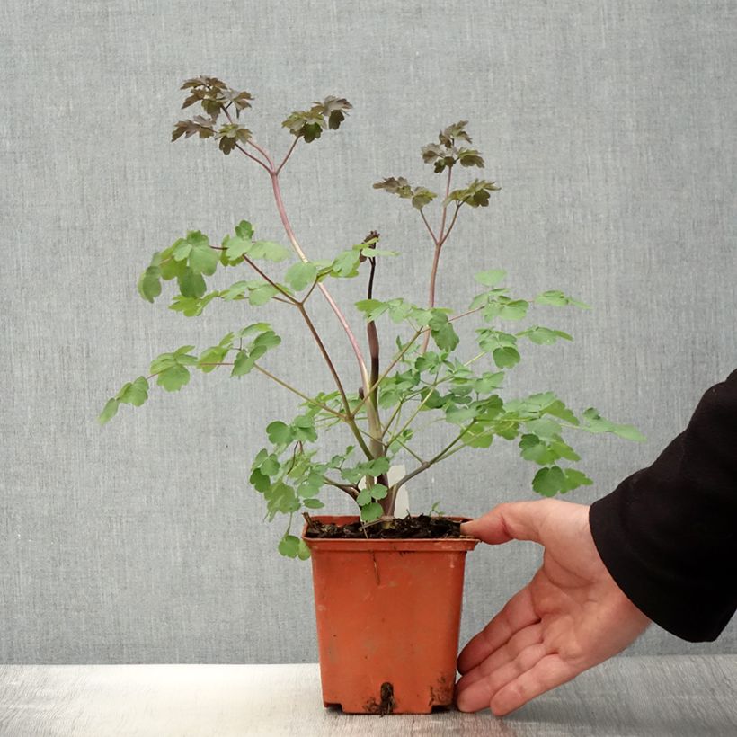 Amostra de Thalictrum Elin Vaso de 1 L/1,5 L tal como entregue na primavera