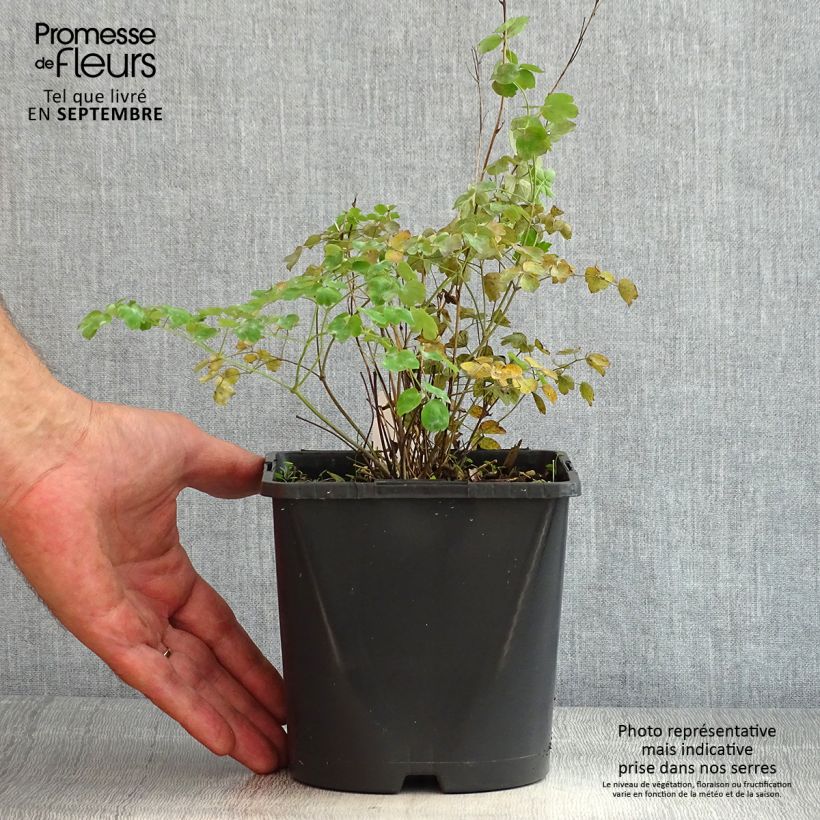 Amostra de Thalictrum × aquilegifolium Fairy Wings Vaso de 2 L/3 L tal como entregue no verão