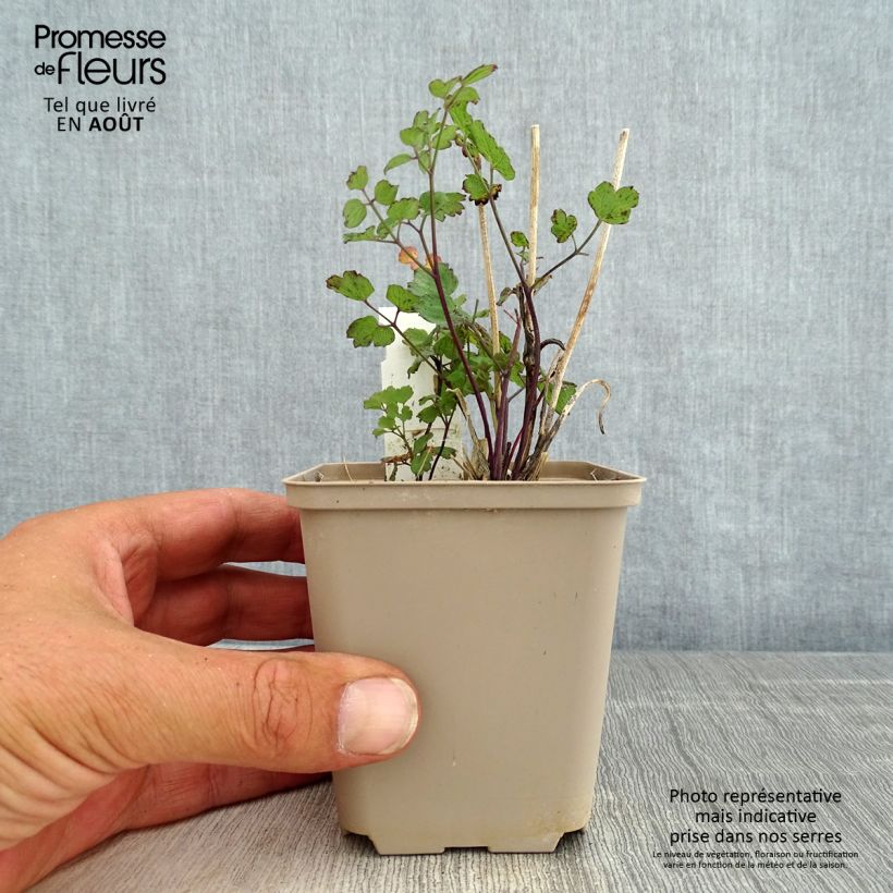 Amostra de Thalictrum flavum subsp. glaucum Vaso de 8/9 cm tal como entregue no verão