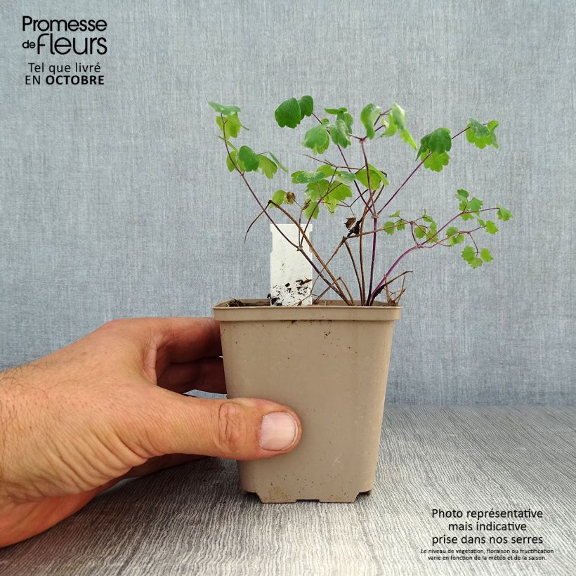 Amostra de Thalictrum Little Pinkie Vaso de 8/9 cm tal como entregue no outono