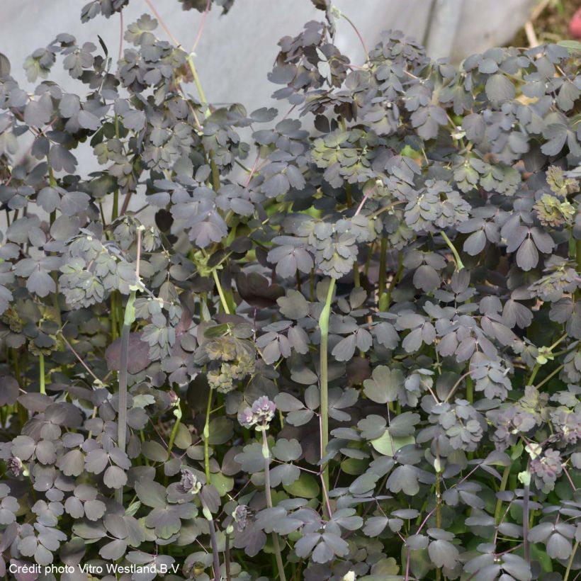 Thalictrum × petaloideum Ghent Ebony (Folhagem)