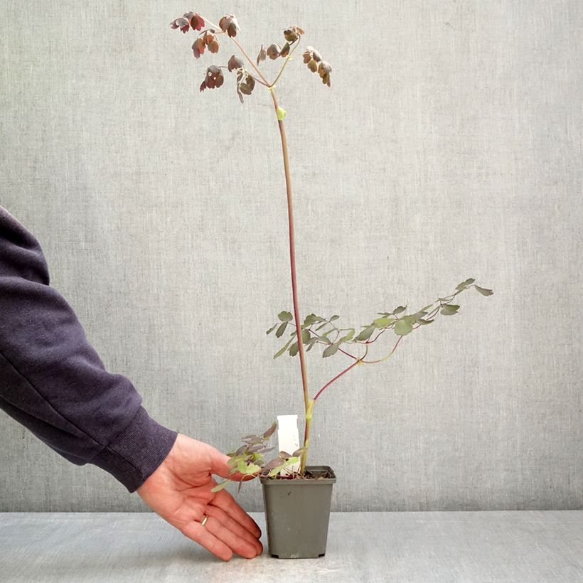Amostra de Thalictrum × petaloideum Ghent Ebony Vaso de 8/9 cm tal como entregue na primavera