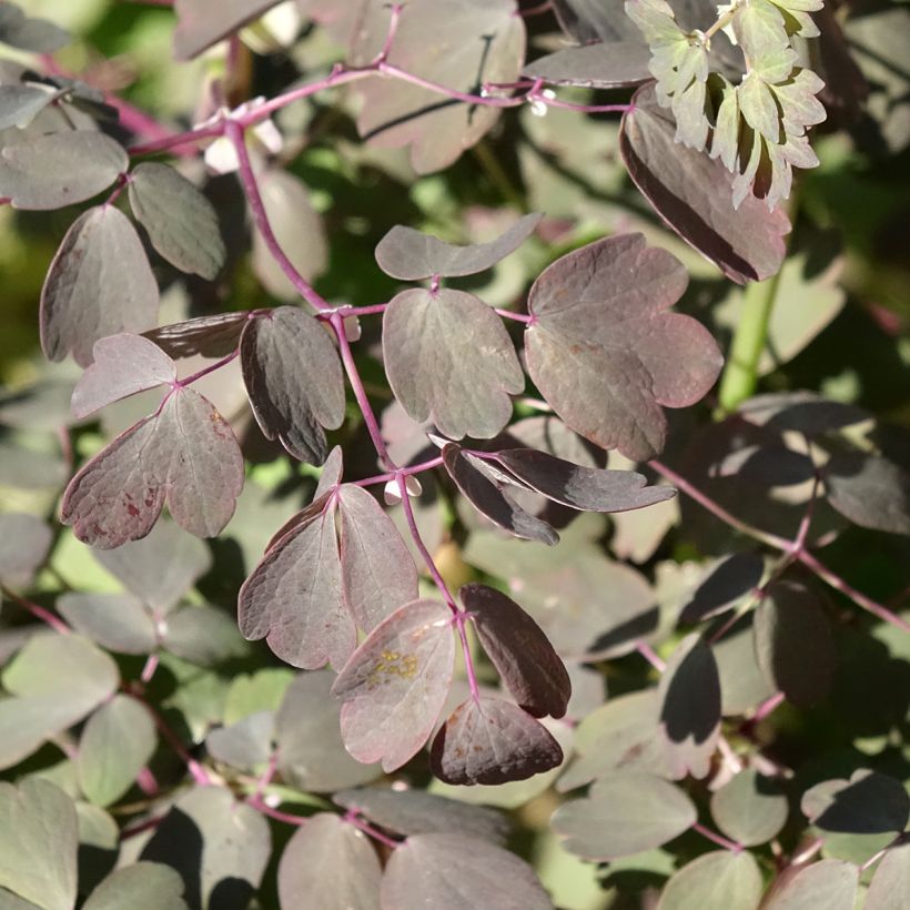 Thalictrum × petaloideum Ghent Ebony (Folhagem)