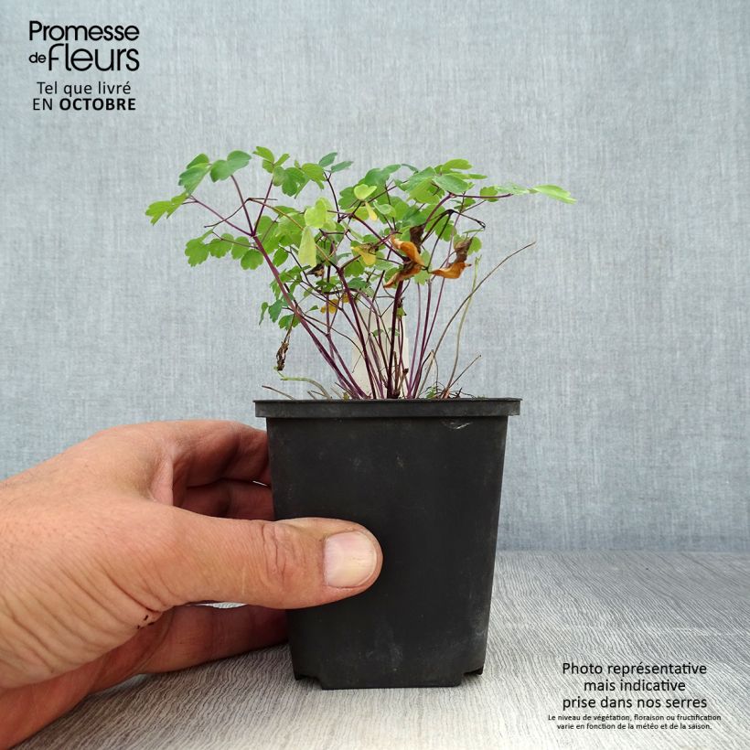 Amostra de Thalictrum Purplelicious Vaso de 8/9 cm tal como entregue no outono