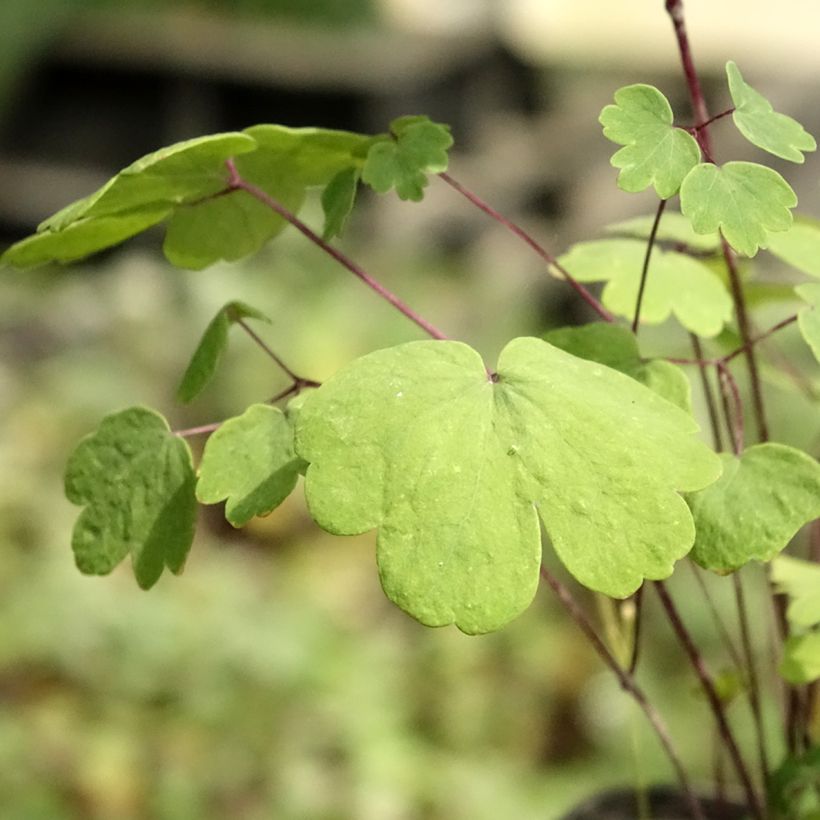 Thalictrum Purplelicious (Folhagem)