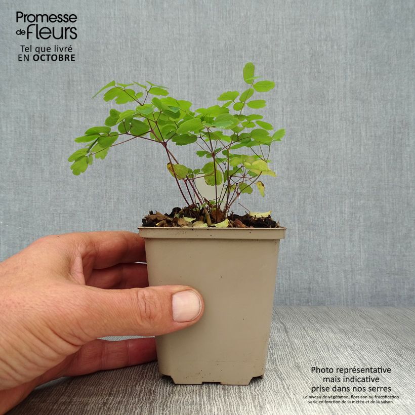 Amostra de Thalictrum rochebrunianum Vaso de 8/9 cm tal como entregue no outono