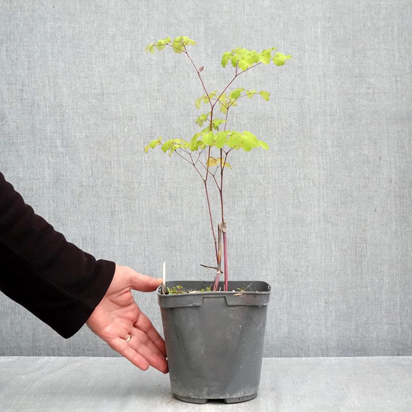 Amostra de Thalictrum rochebrunianum Vaso de 2 L/3 L tal como entregue no outono