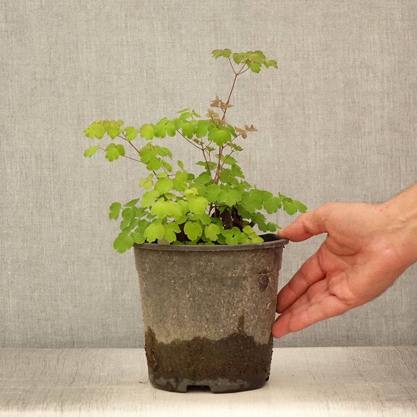Amostra de Thalictrum rochebrunianum Vaso de 2 L/3 L tal como entregue no verão