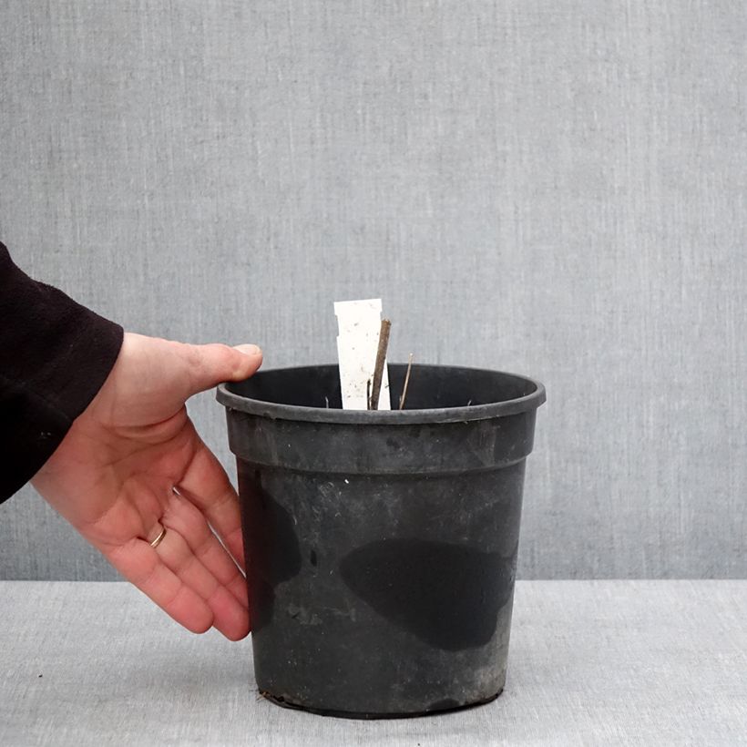 Amostra de Thalictrum rochebrunianum - Pigamon Vaso de 2 L/3 L tal como entregue no inverno