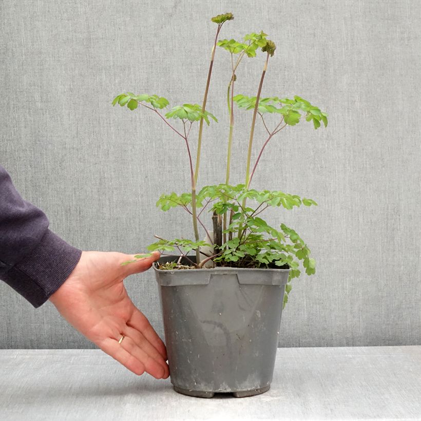 Amostra de Thalictrum rochebrunianum Vaso de 2 L/3 L tal como entregue na primavera