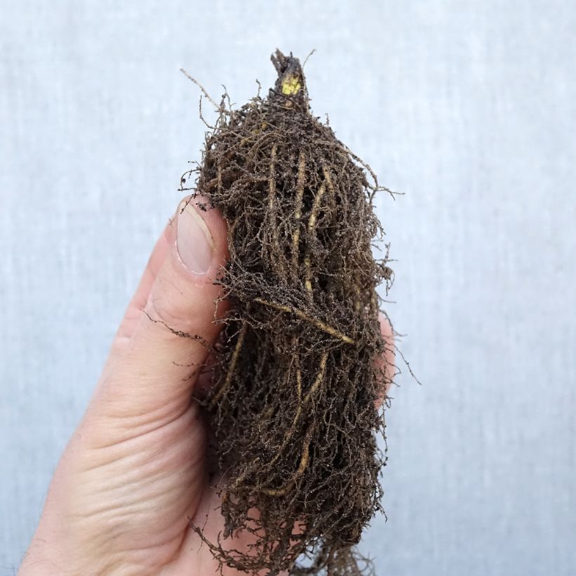 Amostra de Thalictrum rochebrunianum - Pigamon Raízes nuas tal como entregue no inverno