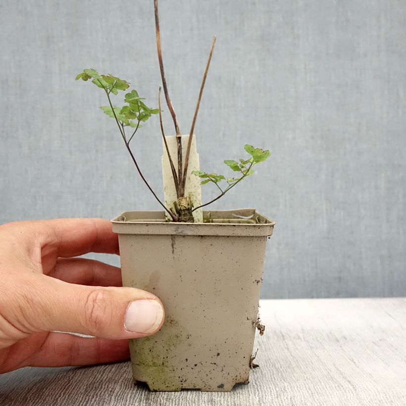 Amostra de Thalictrum sphaerostachyum Vaso de 8/9 cm tal como entregue no outono