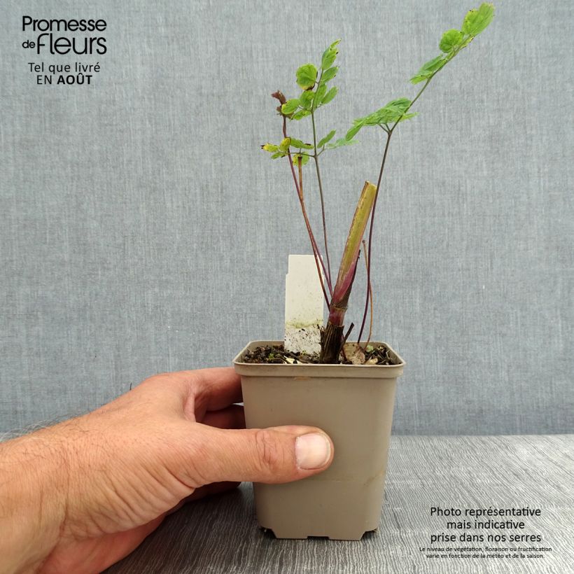 Amostra de Thalictrum sphaerostachyum Vaso de 8/9 cm tal como entregue no verão