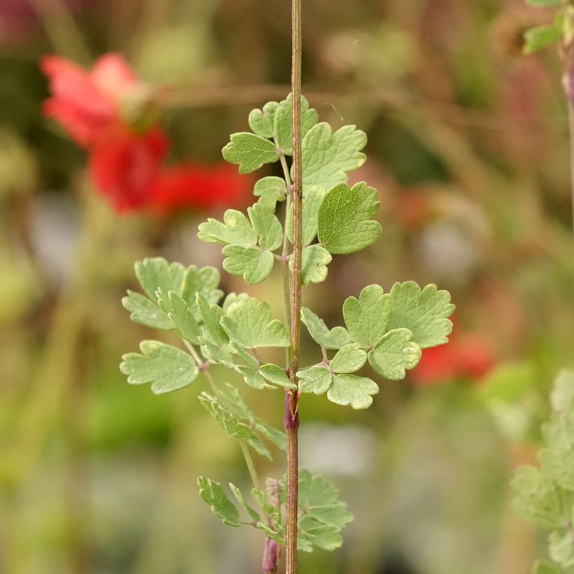 Thalictrum sphaerostachyum (Folhagem)