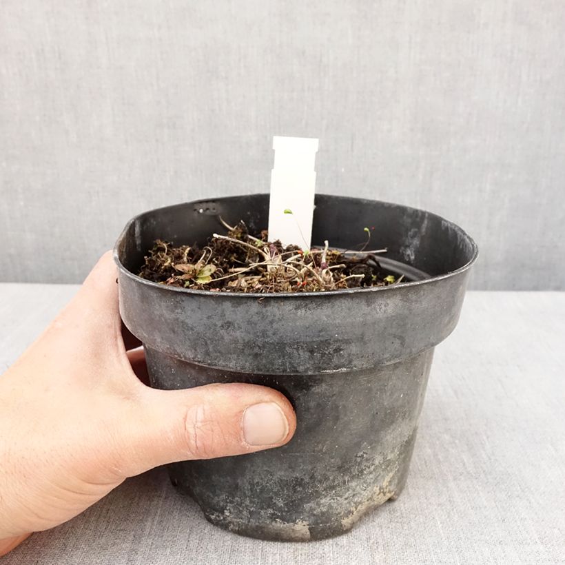 Amostra de Thalictrum Yulia Vaso de 2 L/3 L tal como entregue na primavera