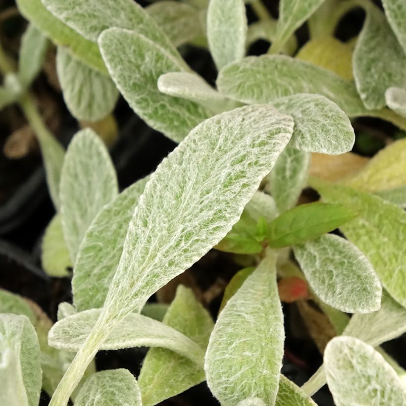 Sideritis syriaca biológico (Folhagem)