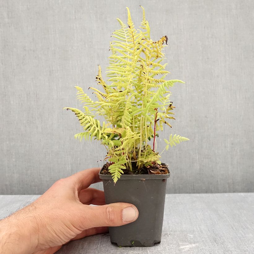Amostra de Thelypteris kunthii Vaso de 8/9 cm tal como entregue no outono