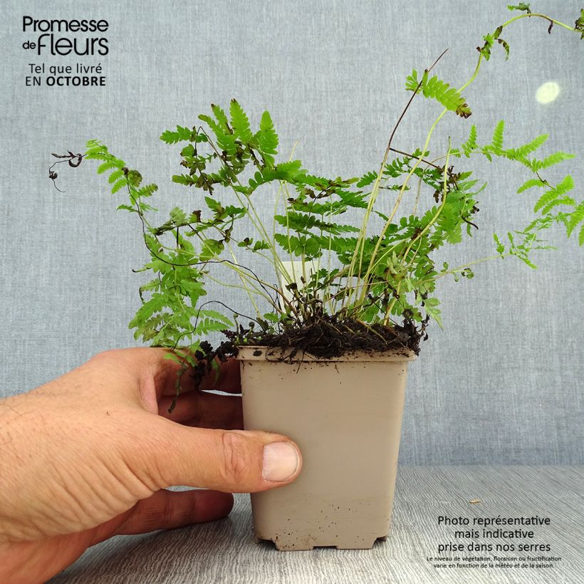 Amostra de Thelypteris palustris Vaso de 8/9 cm tal como entregue no outono