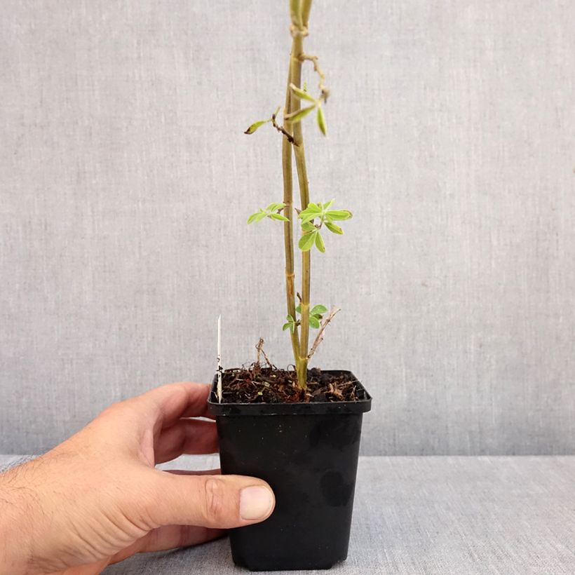 Amostra de Thermopsis chinensis Vaso de 8/9 cm tal como entregue no outono