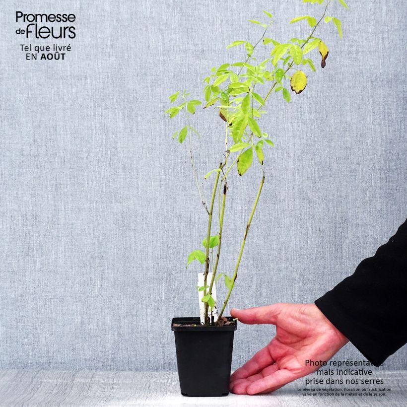 Amostra de Thermopsis chinensis Vaso de 8/9 cm tal como entregue no verão