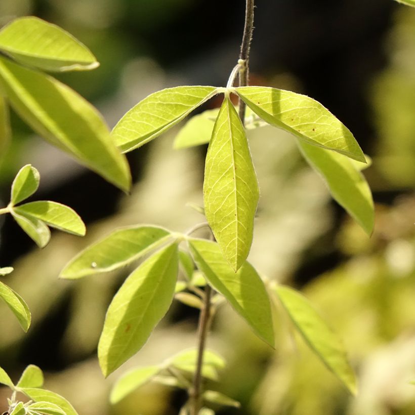 Thermopsis chinensis (Folhagem)